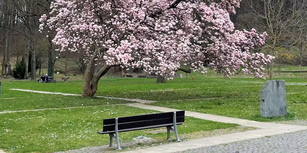 blühender Baum mit Bank