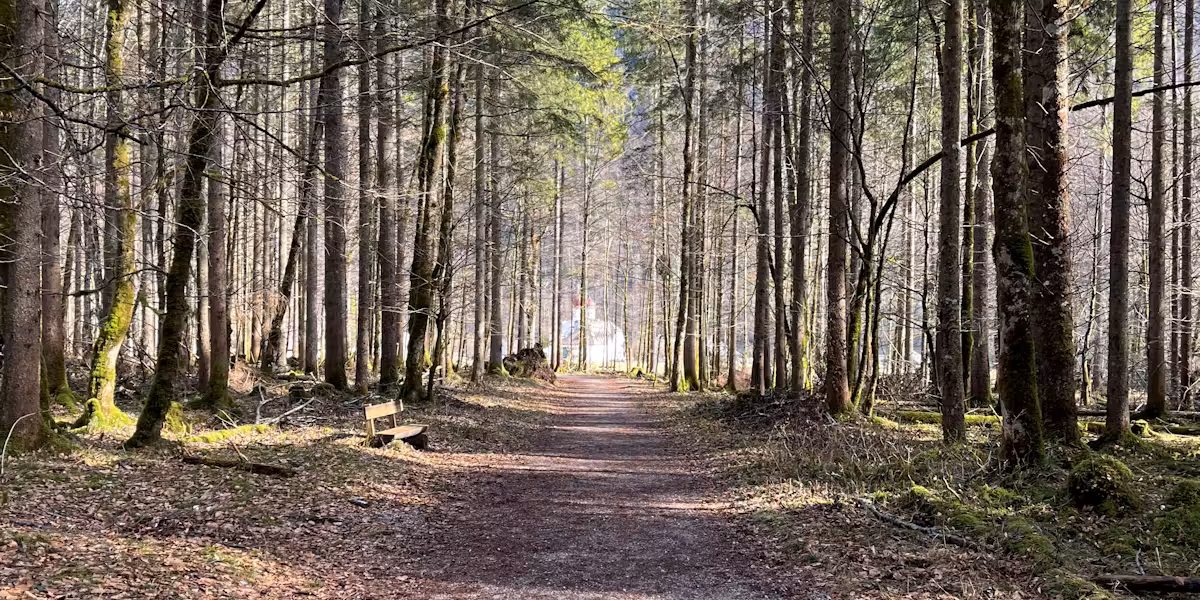 Waldweg mit Bank